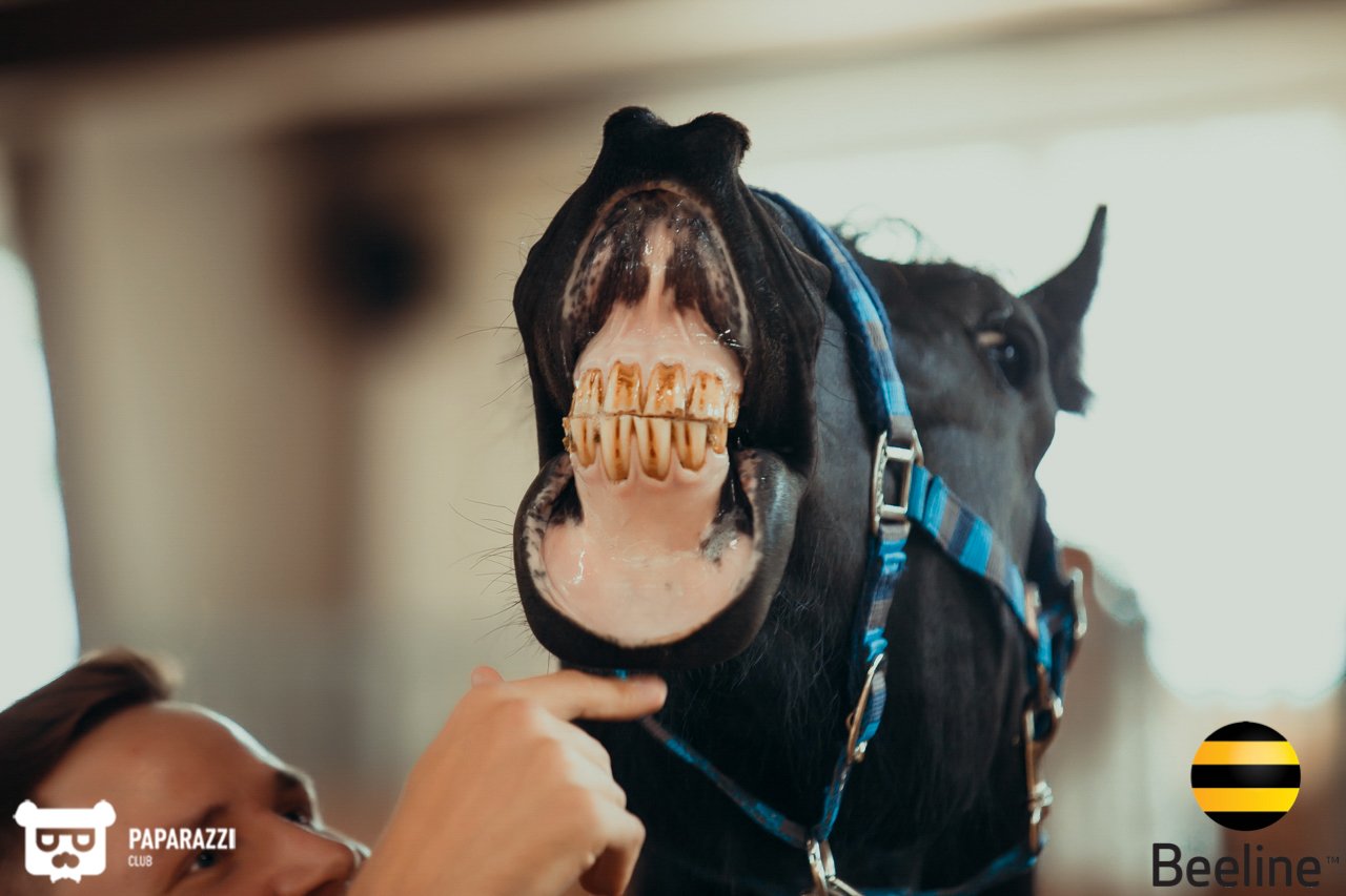 Тимбилдинг компании Beeline Kazakhstan в Chamberlain Country Club Алматы 11.09.2018 Тимбилдинг компании Beeline Kazakhstan в Chamberlain Country Club