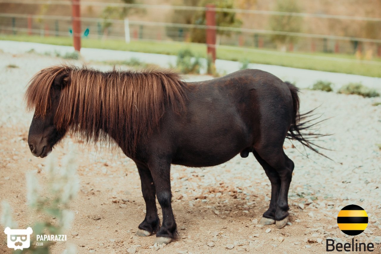 Тимбилдинг компании Beeline Kazakhstan в Chamberlain Country Club Алматы 11.09.2018 Тимбилдинг компании Beeline Kazakhstan в Chamberlain Country Club