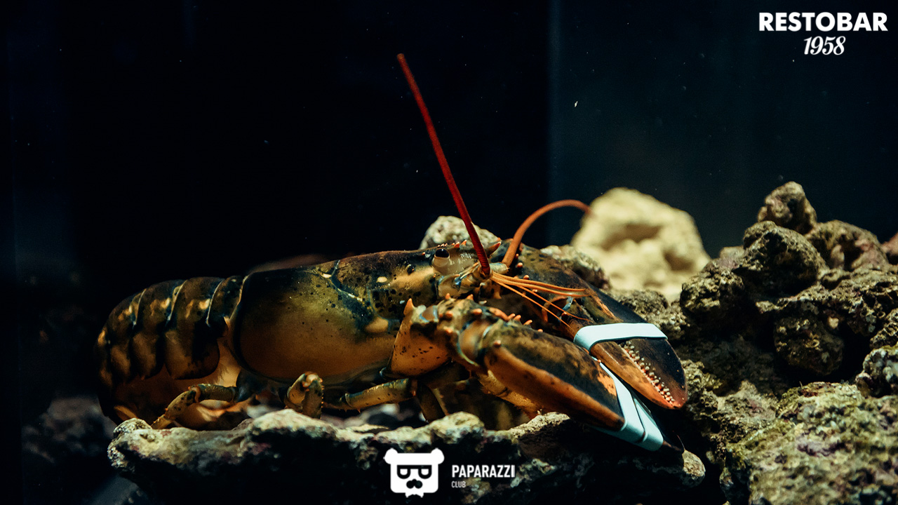 RestoBar 1958 Алматы 24.11.2018 RestoBar 1958