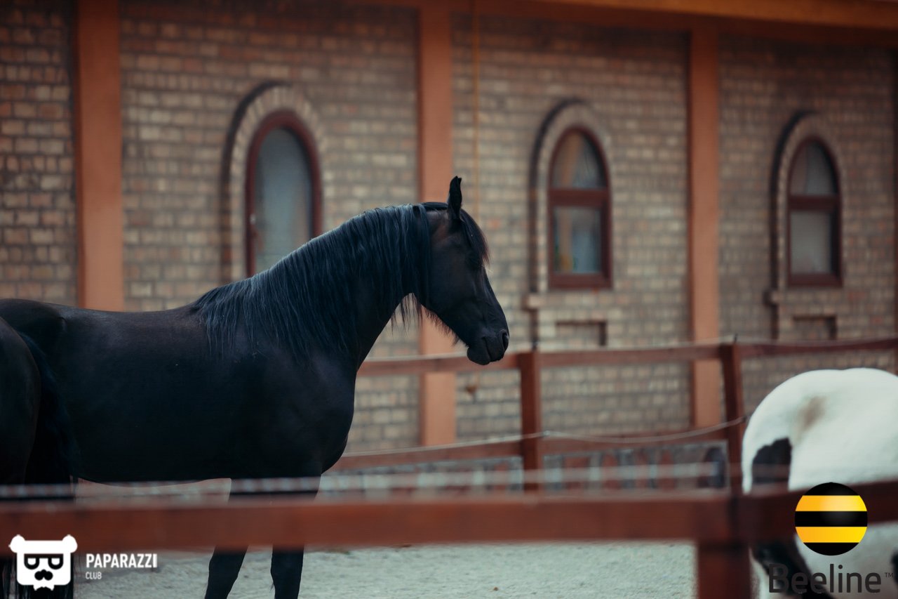 Тимбилдинг компании Beeline Kazakhstan в Chamberlain Country Club Алматы 11.09.2018 Тимбилдинг компании Beeline Kazakhstan в Chamberlain Country Club