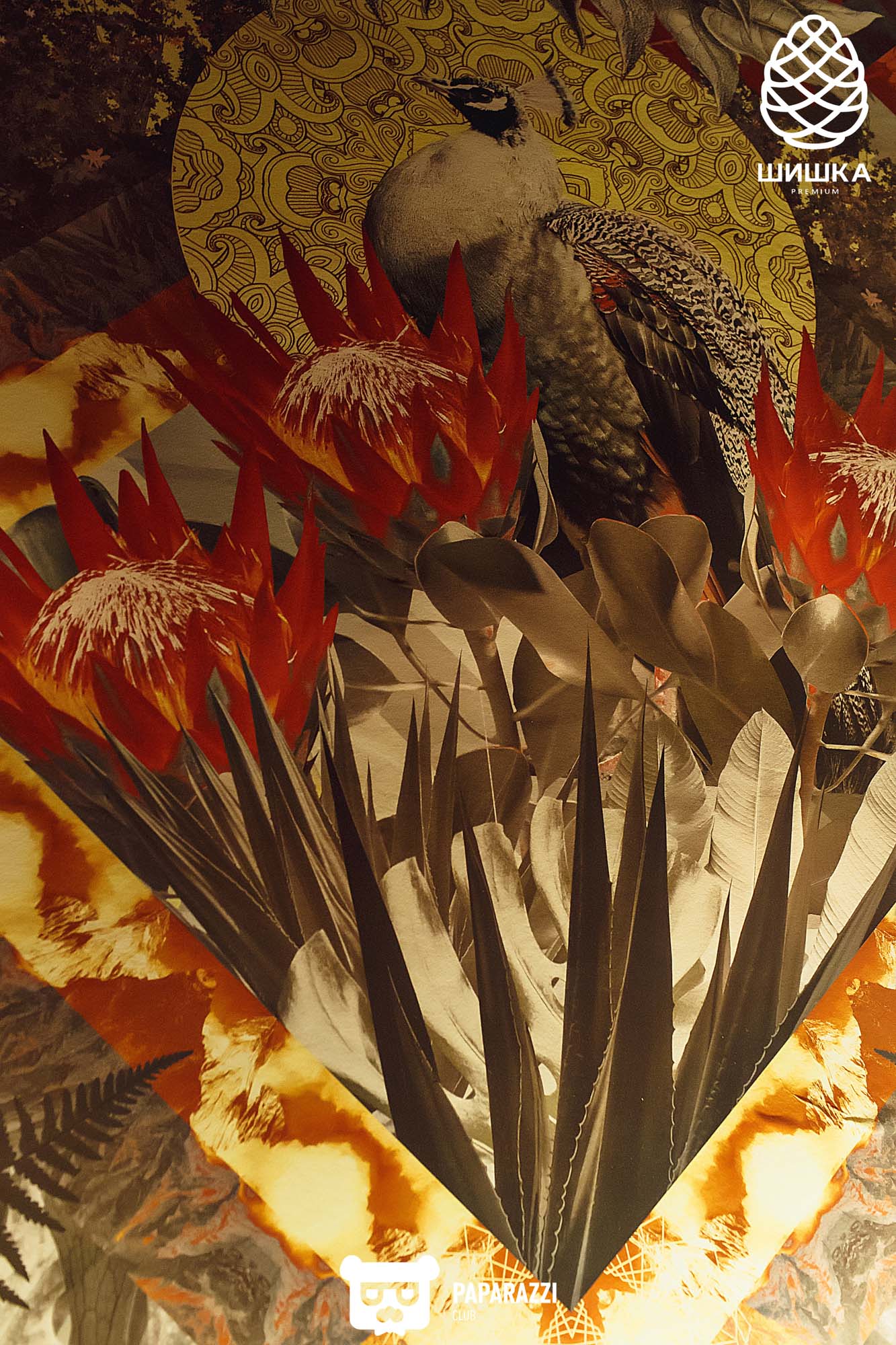 Шишка Premium Алматы 12.03.2021 Шишка Premium