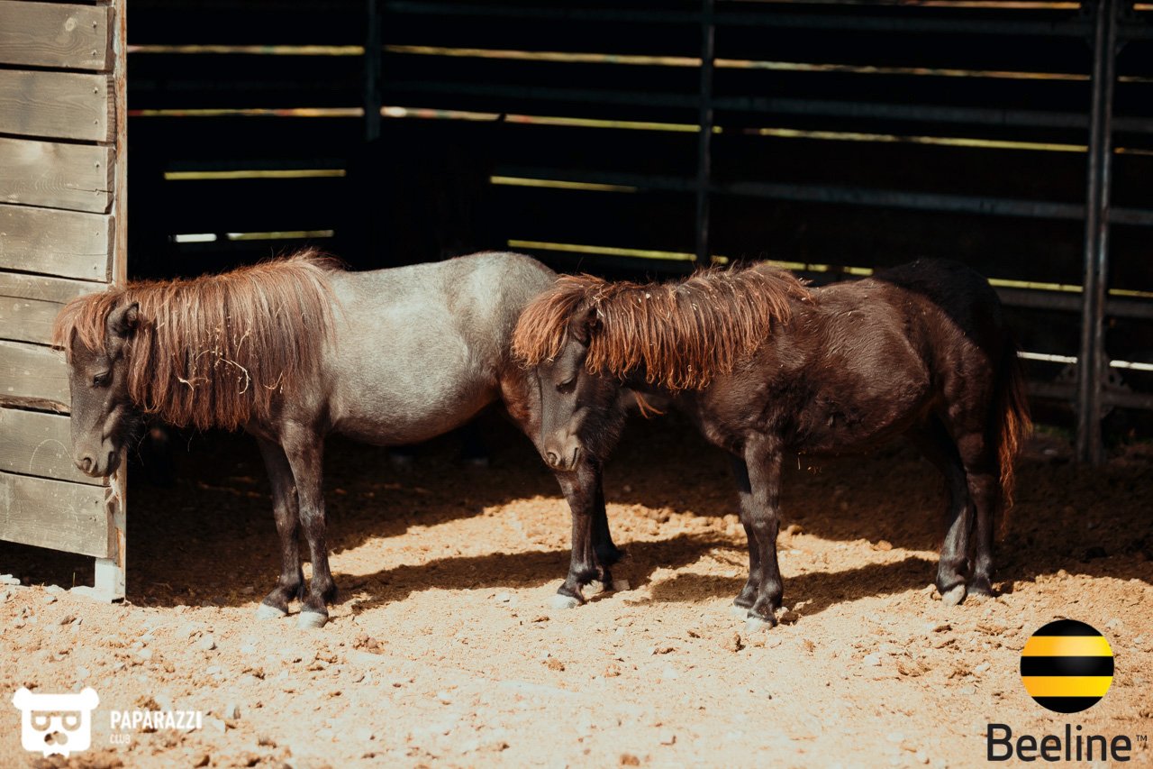 Тимбилдинг компании Beeline Kazakhstan в Chamberlain Country Club Алматы 11.09.2018 Тимбилдинг компании Beeline Kazakhstan в Chamberlain Country Club