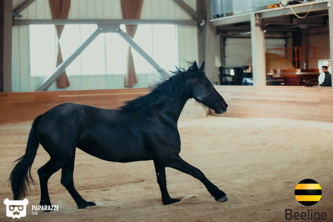 Тимбилдинг компании Beeline Kazakhstan в Chamberlain Country Club Алматы 11.09.2018 Тимбилдинг компании Beeline Kazakhstan в Chamberlain Country Club