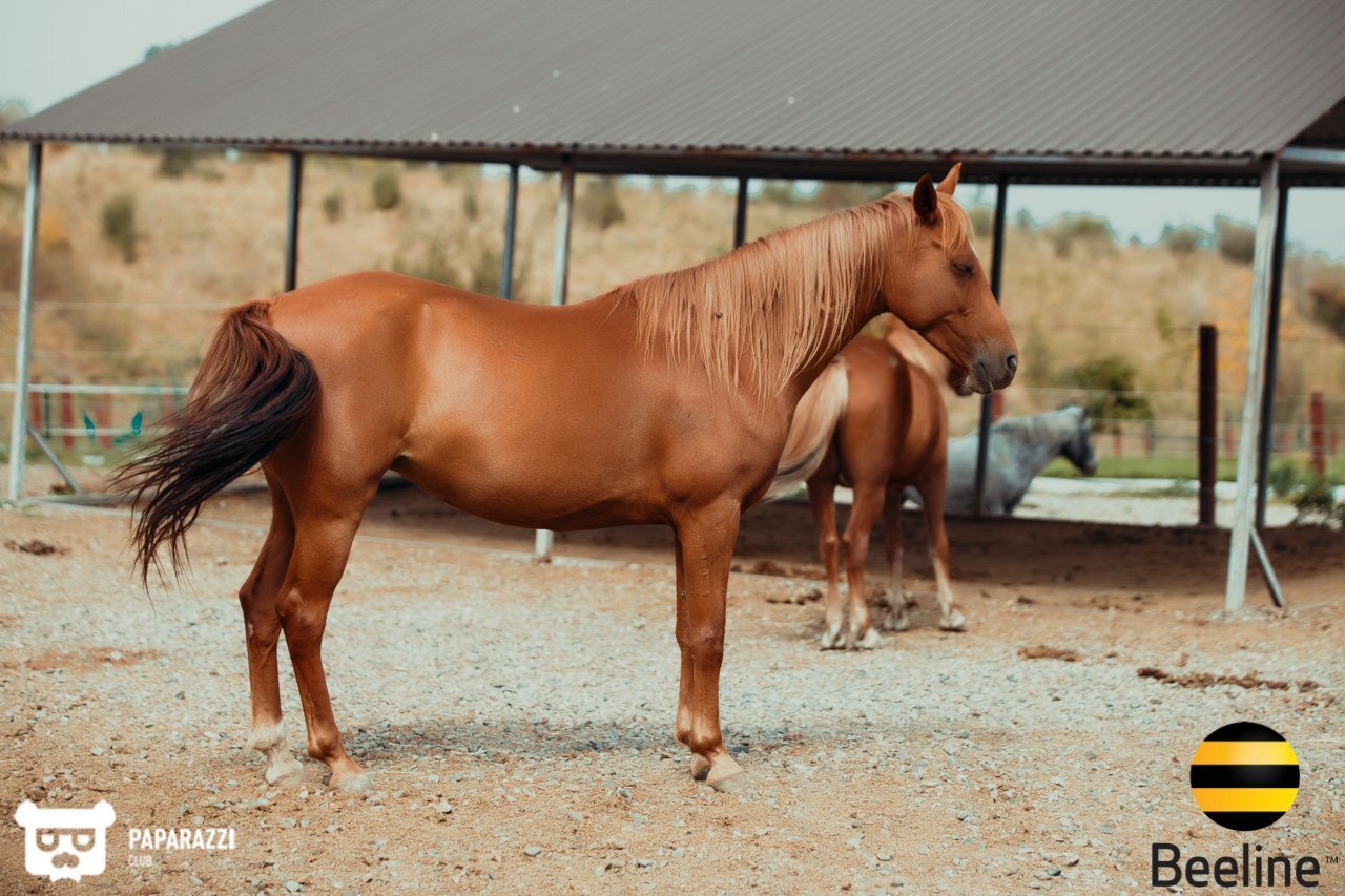 Тимбилдинг компании Beeline Kazakhstan в Chamberlain Country Club Алматы 11.09.2018 Тимбилдинг компании Beeline Kazakhstan в Chamberlain Country Club