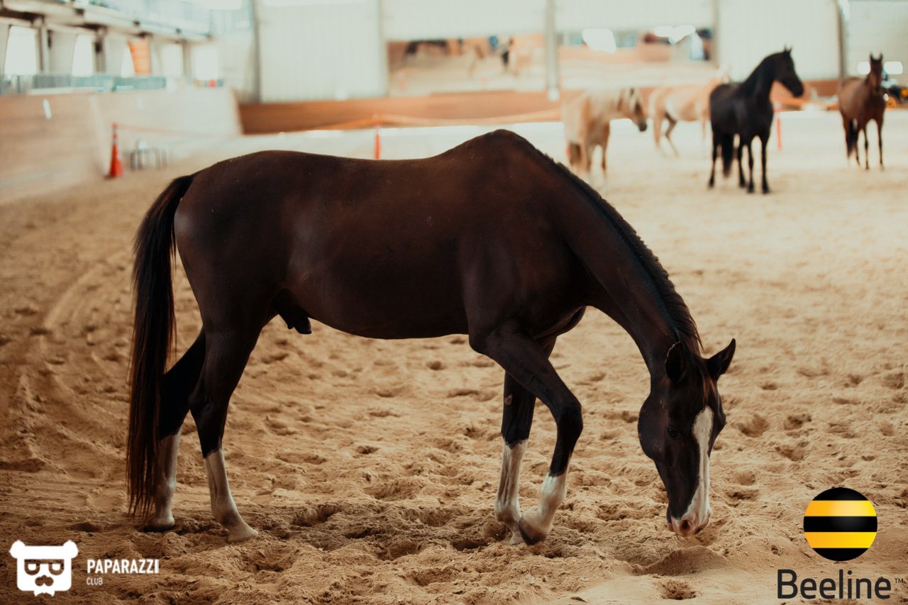 Тимбилдинг компании Beeline Kazakhstan в Chamberlain Country Club Алматы 11.09.2018 Тимбилдинг компании Beeline Kazakhstan в Chamberlain Country Club