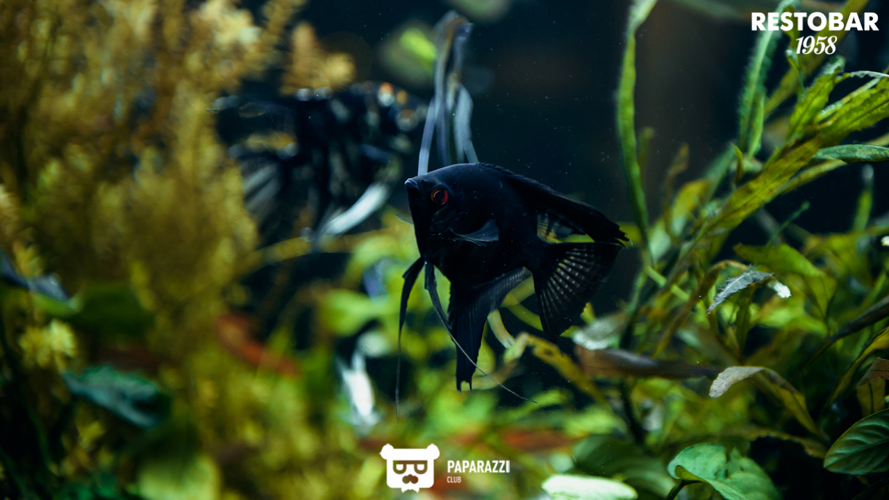 RestoBar 1958 Алматы 24.11.2018 RestoBar 1958