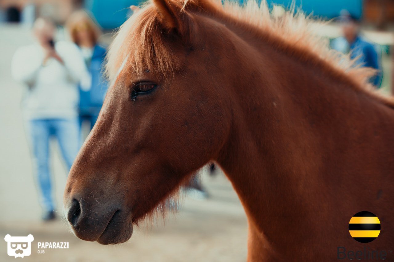 Тимбилдинг компании Beeline Kazakhstan в Chamberlain Country Club Алматы 11.09.2018 Тимбилдинг компании Beeline Kazakhstan в Chamberlain Country Club