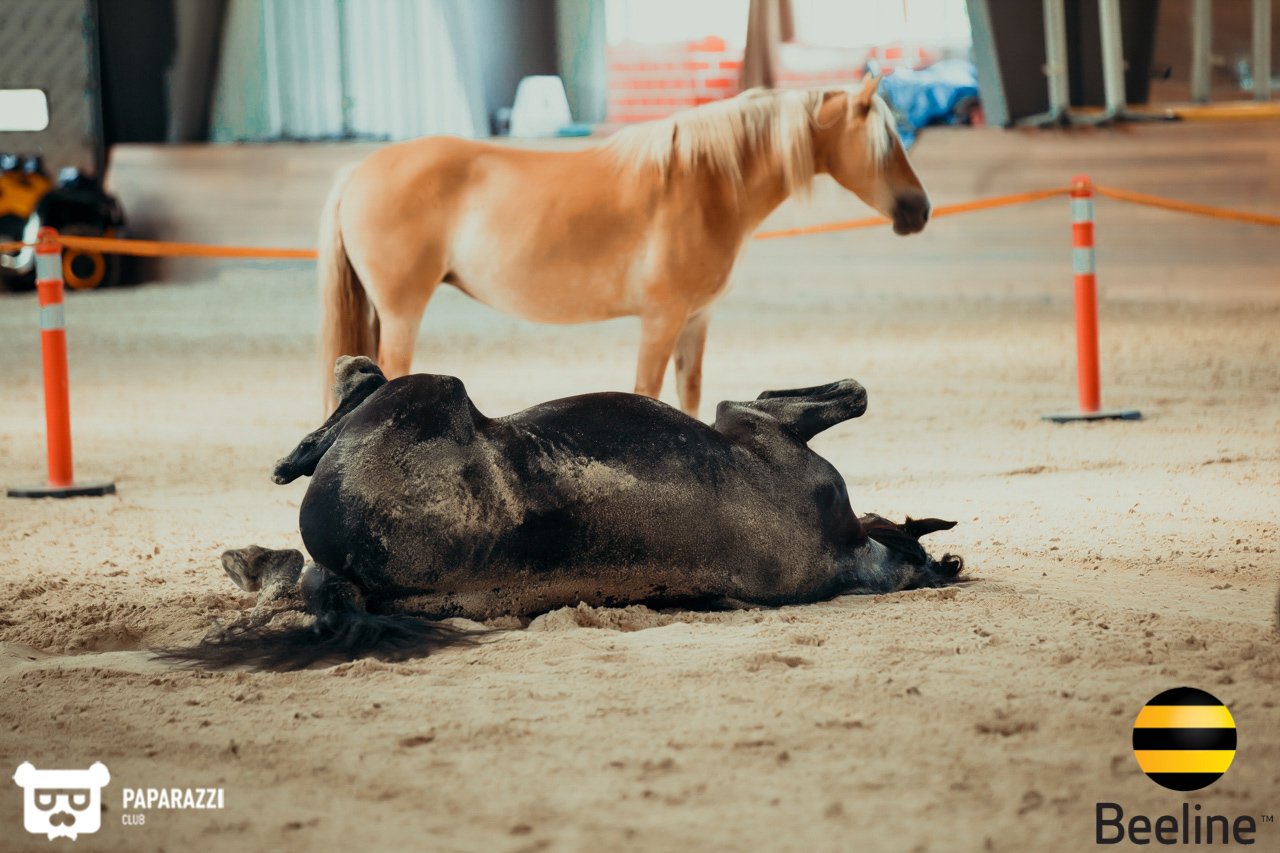 Тимбилдинг компании Beeline Kazakhstan в Chamberlain Country Club Алматы 11.09.2018 Тимбилдинг компании Beeline Kazakhstan в Chamberlain Country Club