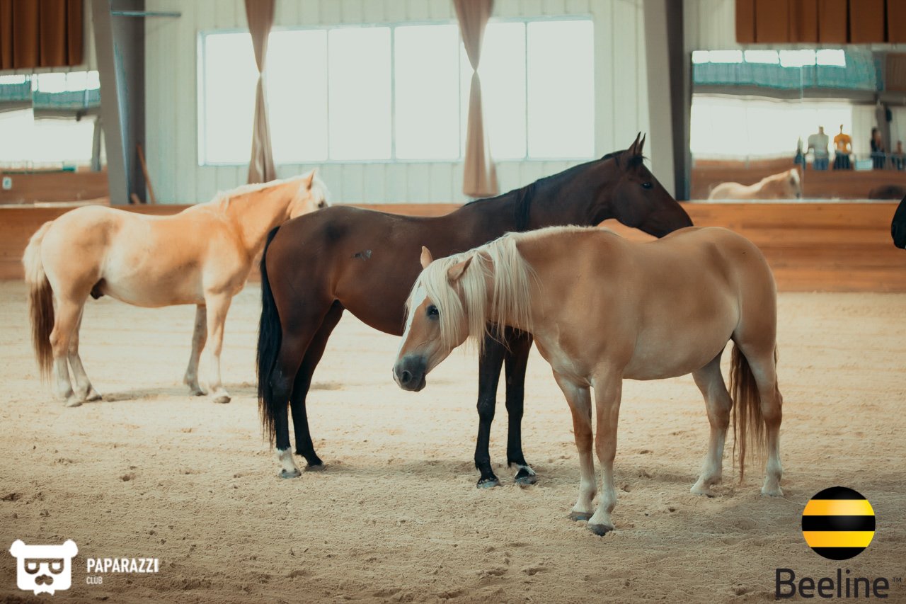 Тимбилдинг компании Beeline Kazakhstan в Chamberlain Country Club Алматы 11.09.2018 Тимбилдинг компании Beeline Kazakhstan в Chamberlain Country Club