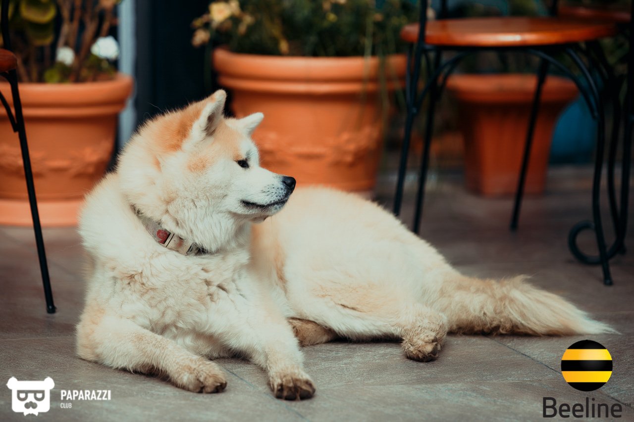 Тимбилдинг компании Beeline Kazakhstan в Chamberlain Country Club Алматы 11.09.2018 Тимбилдинг компании Beeline Kazakhstan в Chamberlain Country Club